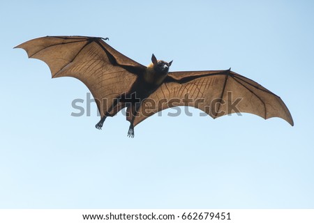 Bat flying on blue sky
