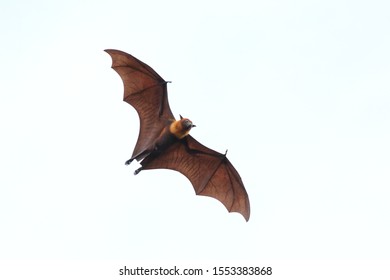 Bat flying in the sky."Lyle's flying fox"