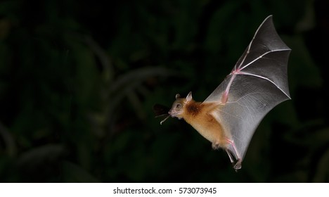 Bat, Greater Shortnosed Fruit Bat flying at night.
