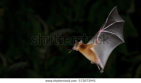 Bat,\
Greater Shortnosed Fruit Bat flying at\
night.\
