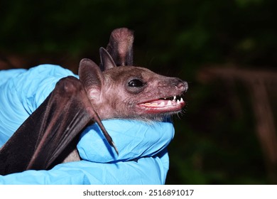 Bat in the hands of researchers