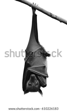 Bat, Hanging Lyle's flying fox isolated on white background present on black and white color, Pteropus lylei