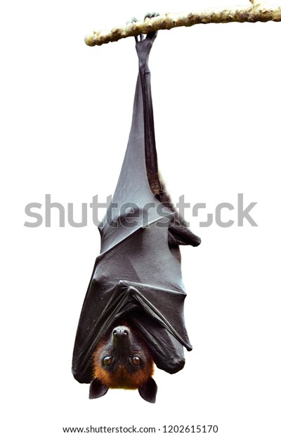 chauve souris renard volant de lyle suspendu photo stock modifiable 1202615170 coloriage tortue ty