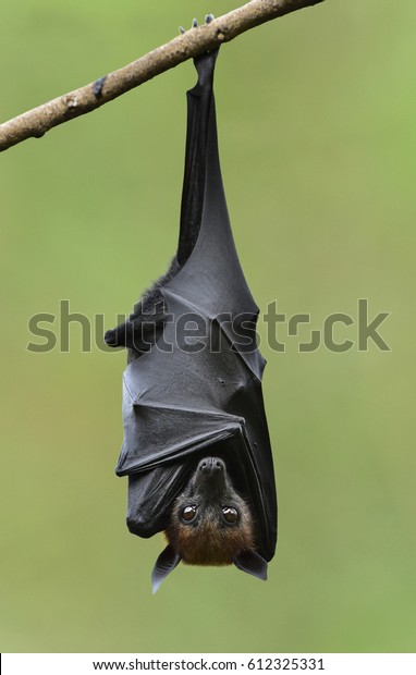 Bat, Hanging Lyle's flying fox with blur green
background, Pteropus lylei