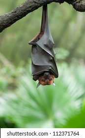 Bat Hanging On A Tree Branch Malayan Bat - Also Known As Large Flying Fox