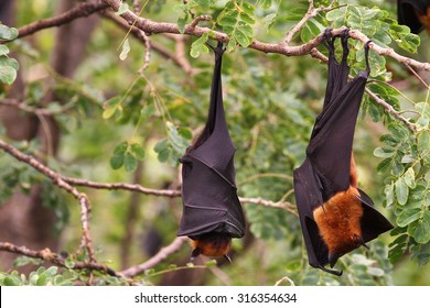 Malaysian Flying Fox Images Stock Photos Vectors Shutterstock