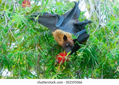 Bat Hanging On Tree Branch Malayan Stock Photo 351244478 | Shutterstock