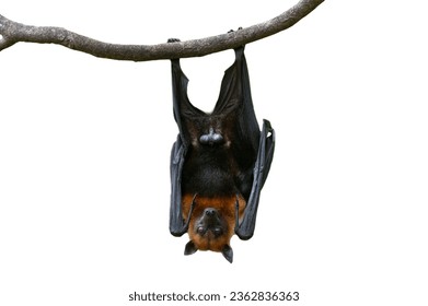 Bat hanging upside down isolated on white background