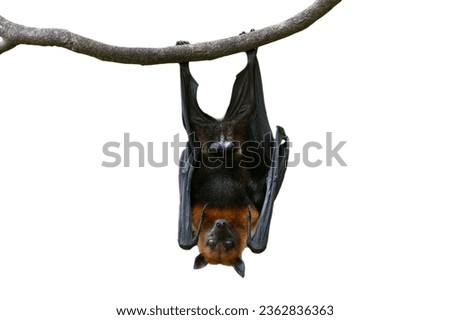Bat hanging upside down isolated on white background