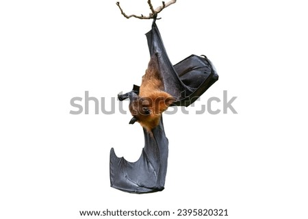 Bat hanging upside down ,isolated on white background