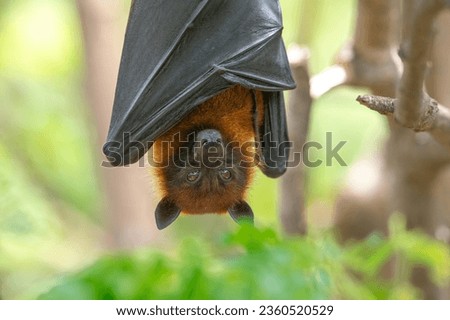 A bat is hanging upside down on a branch  (Lyle's flying fox)