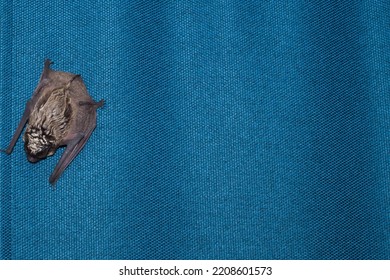 Bat In Home Hanging On Blue Curtain. Lost Animal