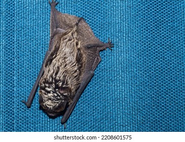 Bat In Home Hanging On Blue Curtain. Lost Animal