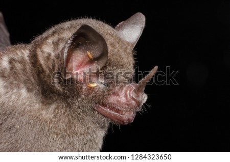 Bat infested with ectoparasites, Seba's Short-tailed Bat, Brillenblattnase