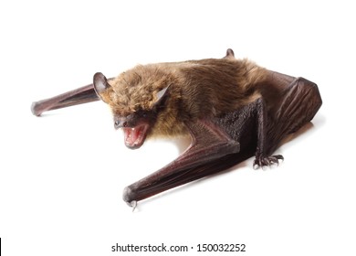 	Bat Isolated On White