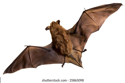 Bat a mammal on a white background
