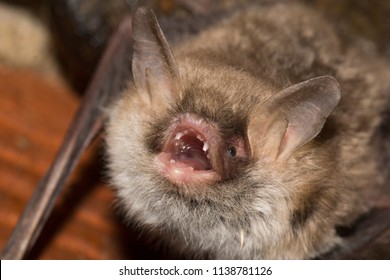 Escalera’s bat (Miotys escalerai) in a cave.