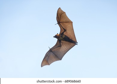 Bat Mother Carring Her Baby ( Lyle's Flying Fox, Pteropus Lylei) 