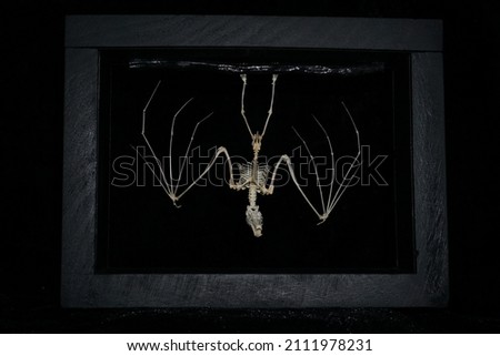 Bat mounted in wooden black frame