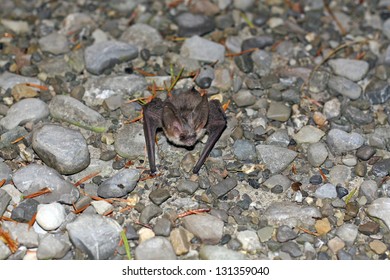 Bat on the ground