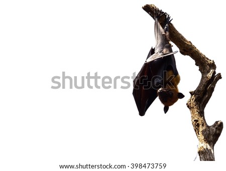 Similar – Image, Stock Photo HIMMELSSTÜRMER | climb male climbing sports outdoor people