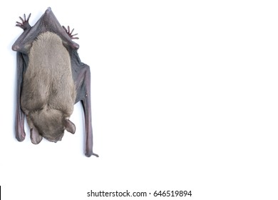 Bat On White Background, Close Up Studio Shot With Copy Space.