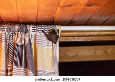 Bat on the window