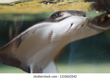 Bat Ray At The Aquarium