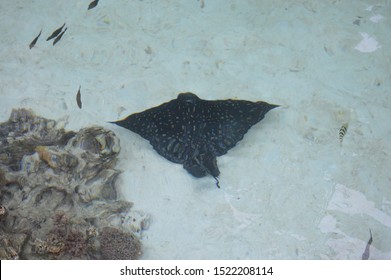 Bat Ray In Tropical Waters. Moorea, Tahiti .