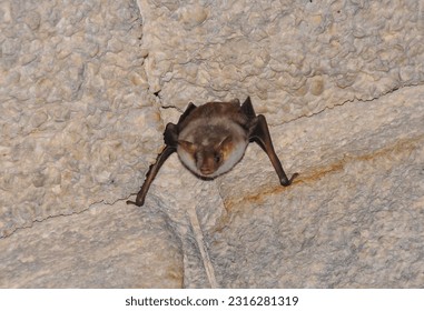 A bat rests upside down during the day in the catacombs of eastern Crimea