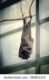 Bat Sleeping