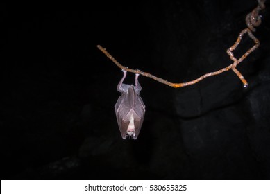 
Bat Sleeping In A Cave