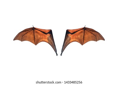 Bat wing isolated on white background (Lyle's flying fox)