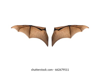 Bat wing isolated on white background