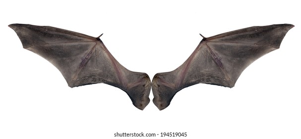 bat-wings-260nw-194519045.jpg