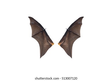 Bat wings isolated on white background