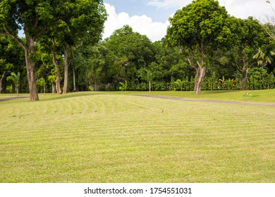 Batangas Philippines February 2019-  Luscious Green Lawn With Green Trees. 