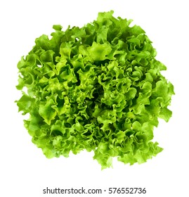 Batavia Head Of Lettuce From Above On White Background. Also French Or Summer Crisp. Fresh Bright Green Salad Head With Crinkled Leaves And A Wavy Leaf Margin. Isolated Macro Food Photo Close Up.