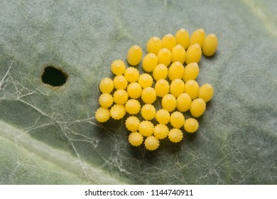 A Batch Of Eggs Of The Large Cabbage White Butterfly (Pieris Brassicae)  On A Brassica Leaf In The UK In July.