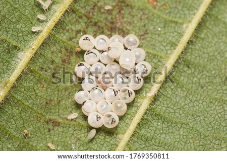A batch of hatched eggs from the Green Shield Bug Palomena prasina showing the black markings. These were found in June on Hazel tree leaf in England, UK. 