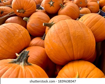 A batch of medium sized orange pumpkins in a market being ready for Halloween and Thanksgiving holiday season