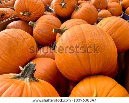 A batch of medium sized orange pumpkins in a market being ready for Halloween and Thanksgiving holiday season