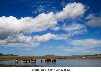 Batch of nice mongolian horses are standing in the wather in summer - Powered by Shutterstock