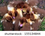 A batch of tiny adorable  ducklings snuggled up together.  With yellow and brown feathers and cute pink beaks