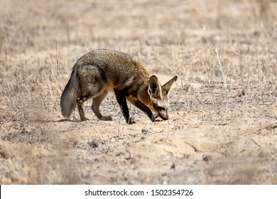 Savanah Fox