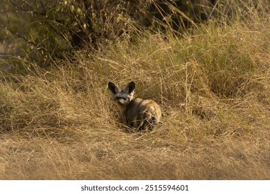 Bat-Eared Fox in the Grasslands – A charming capture of a bat-eared fox sitting in the tall grass. Nocturnal animal in daylight