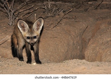 Bat-eared Fox Pup At The Den