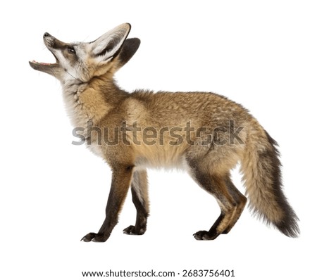 Bat-Eared Fox roaring Upright – Full Body Wild Canine Isolated on Plain Background