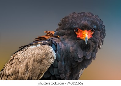 Bateleur 