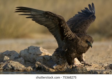  Bateleur